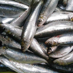 sardinas