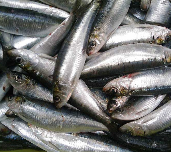 sardinas